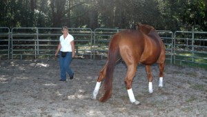 Once the horse understands the clicker you can use it for liberty work in the round pen.